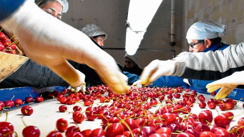 Exportadores de cerezas afectados por las distorsiones impositivas