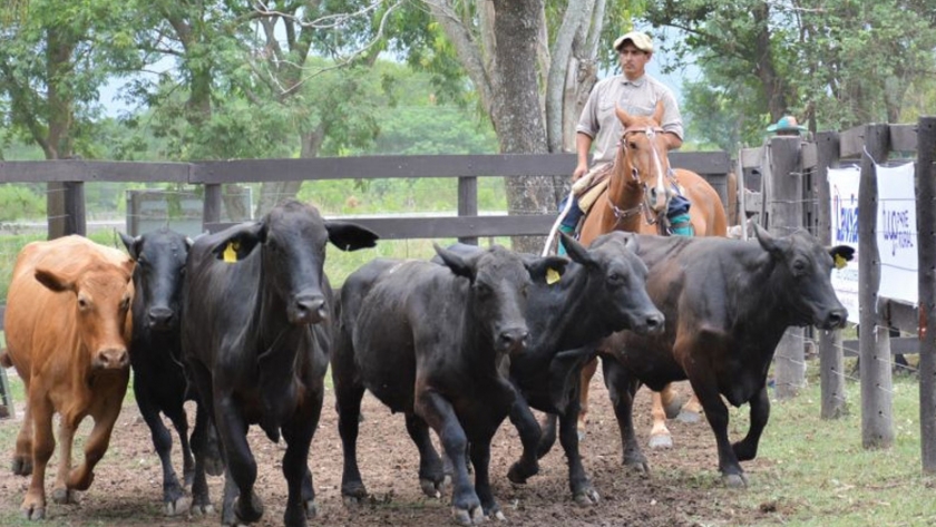 Exitoso último remate ganadero del año: pequeños productores comercializaron toda la hacienda