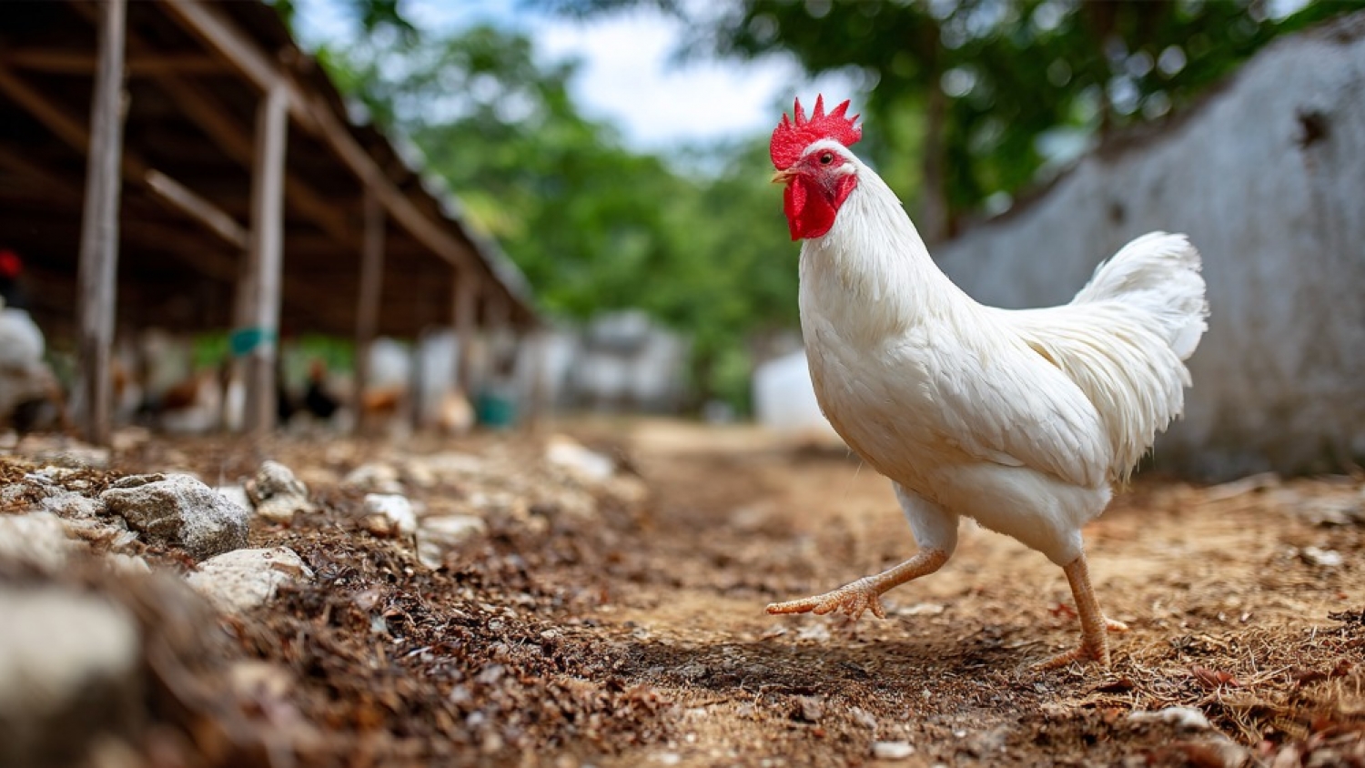 Influenza aviar: detectan un brote en una granja comercial de Buenos Aires y suspenden exportaciones a mercados específicos
