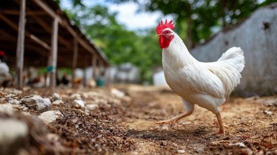 Influenza aviar: detectan un brote en una granja comercial de Buenos Aires y suspenden exportaciones a mercados específicos