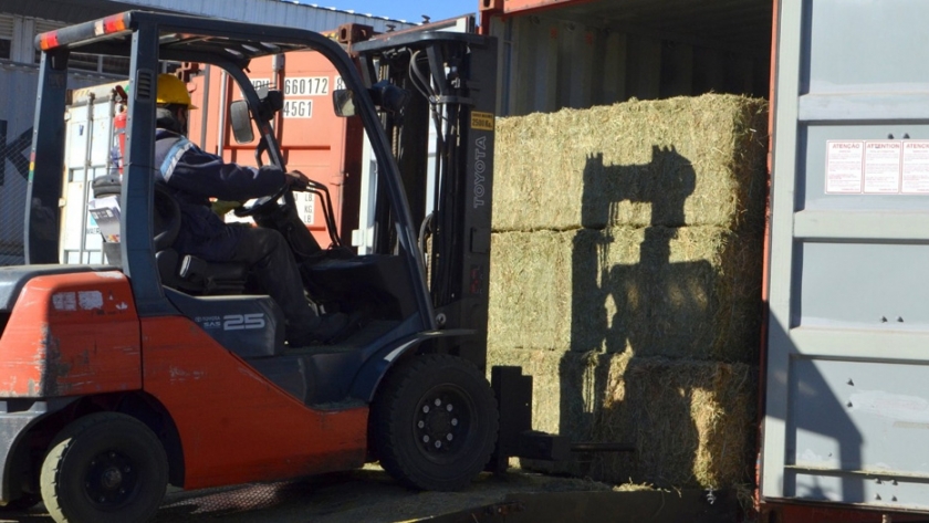 Salió de San Luis la primera exportación de alfalfa de alta calidad rumbo a Emiratos Árabes