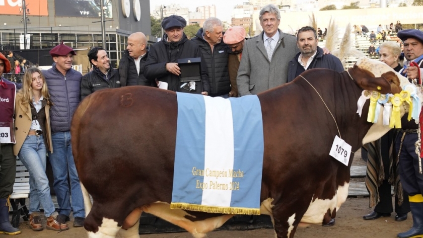 Triunfos en Palermo: Braford brilla con nuevos campeones en la 136ª Exposición Rural