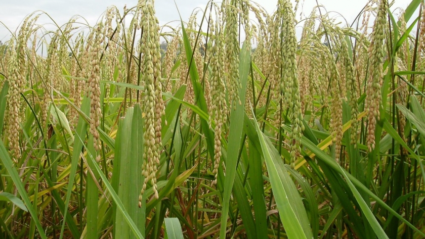 La producción de arroz alcanzará las 500.000 t.