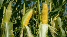 Se triplicó la producción nacional de maíz