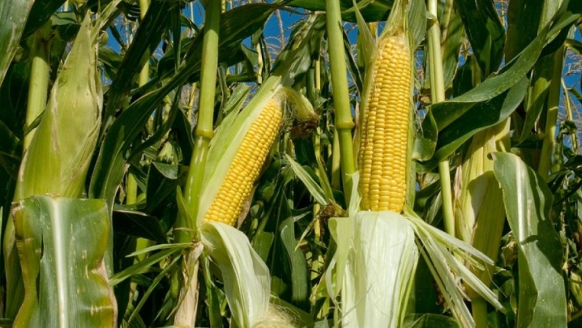 Se triplicó la producción nacional de maíz