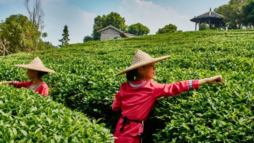 Comercio electrónico rural: en China, los agricultores encuentran nuevas formas de crecer