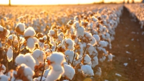 Santa Fe: campaña algodonera con buenos resultados