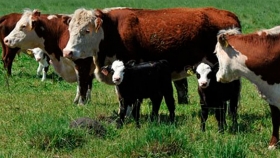 Margen bruto de la producción ganadera bovina de carne de ciclo completo