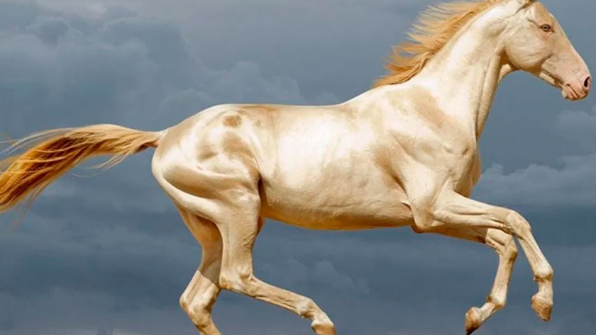 Akhal-Teke, la raza equina considerada una joya