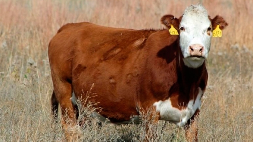 Nuevo mercado: Brasil importará genética bovina de Argentina