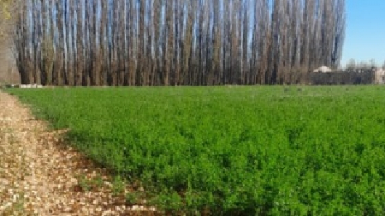 Alfalfa: un proyecto en Neuquén busca llegar a 4.000 hectáreas