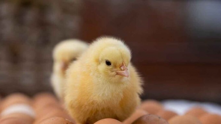 Gallinas modificadas genéticamente para poner fin a una de las prácticas mas cuestionadas de la industria del huevo