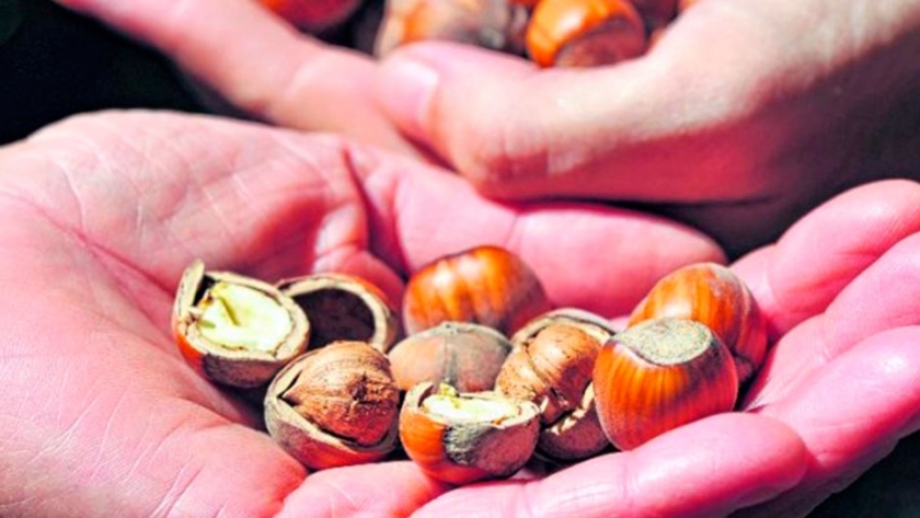 La primera descascaradora de frutos secos se inaugura en la Patagonia