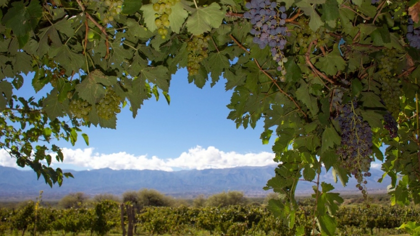 La Ruta del Vino de Tucumán ofrece una variedad única de matices e historias