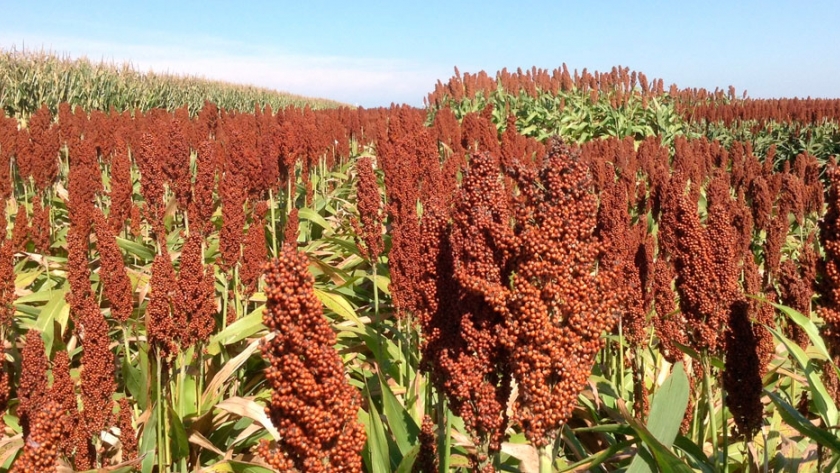 Precio y clima consolidan al sorgo