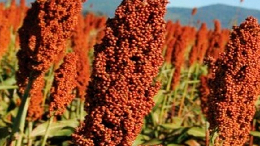 Sorgo: Del campo a China: ¿Cómo subirse al barco?