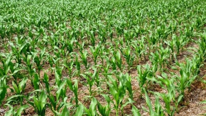 Se estima una producción de 55 millones de toneladas para el maíz