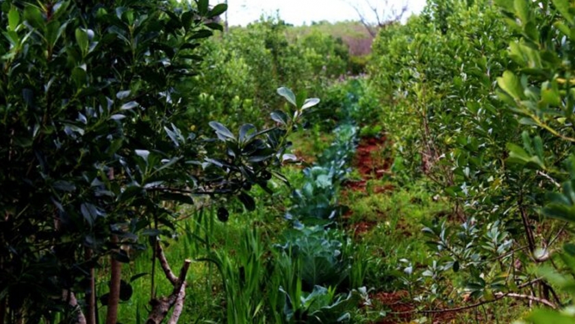 Productores misioneros proyectan producir abono orgánico a gran escala