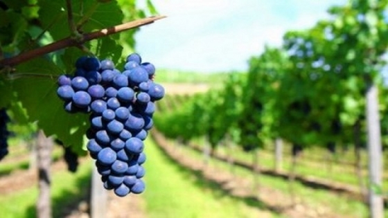 Comunicado en defensa de la vitivinicultura argentina