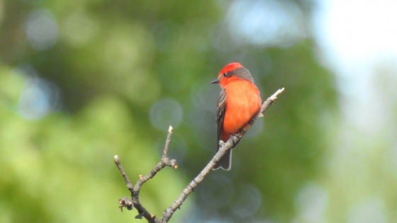 Día Mundial de las Aves: Río Negro, privilegiado en su biodiversidad