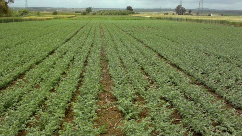 Peligra la buena condición del garbanzo si las condiciones climáticas no mejoran en Córdoba