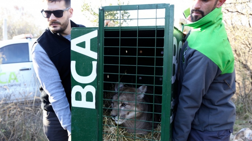 Se trasladó a dos pumas desde un coto de caza en desarticulación en La Pampa hacia un centro de rescate en Córdoba
