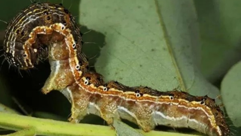 Una larga charla con el profesor Enrique Lobos: Experto en manejo de plagas, celebra la utilización de bioinsumos, pero no cree que puedan reemplazar por completo a los insecticidas