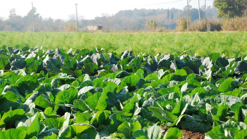 Rigen las BPA obligatorias para el sector hortícola