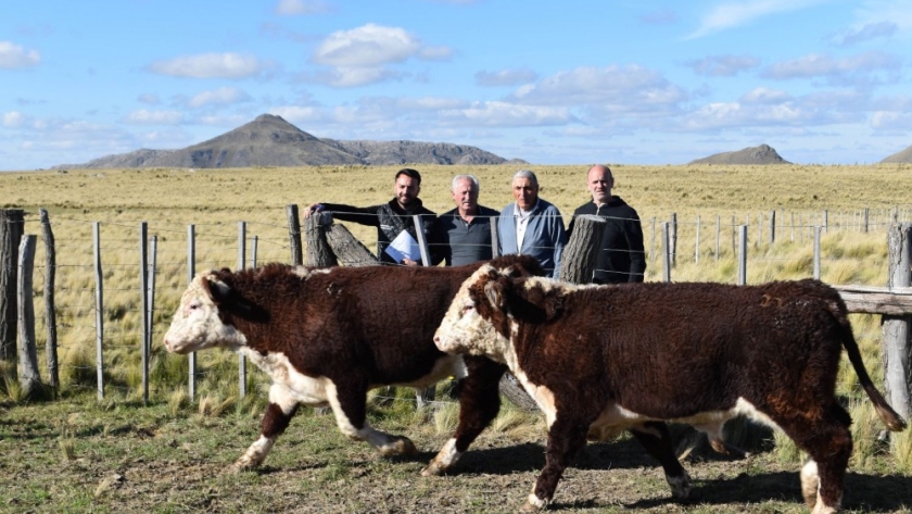 El Plan Toros II repuso cinco ejemplares en el interior