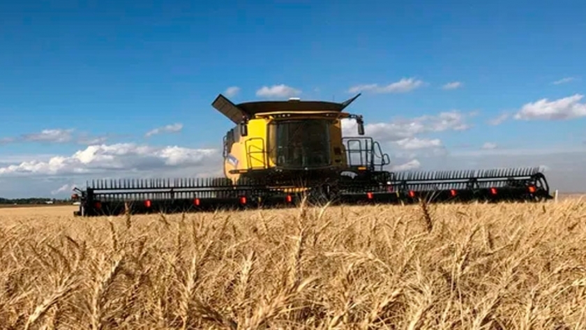 El trigo sale ganando en la cuarentena: los precios suben anticipando una mayor demanda