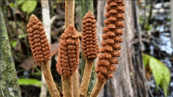 Hallan en la Amazonía peruana una planta que sobrevive desde la era de los dinosaurios