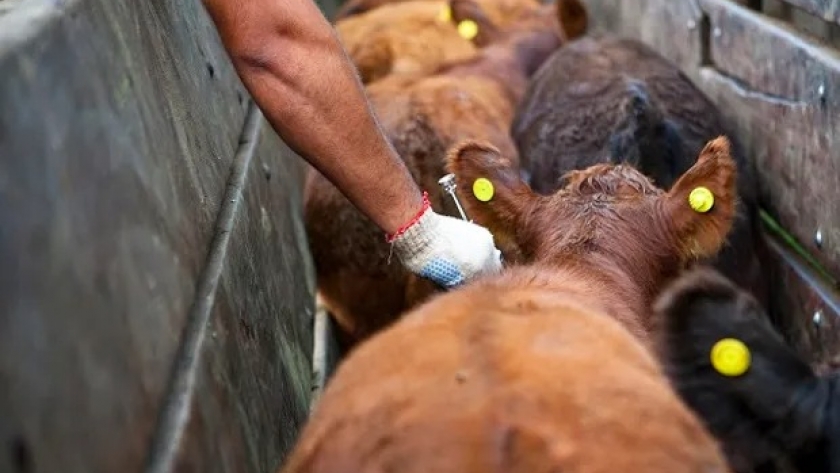 SENASA recibió más de 200 mil dosis de vacunas contra la fiebre aftosa