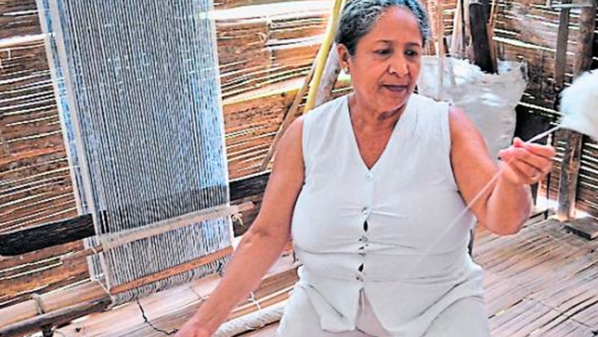 El cultivo de algodón regresa en Ecuador