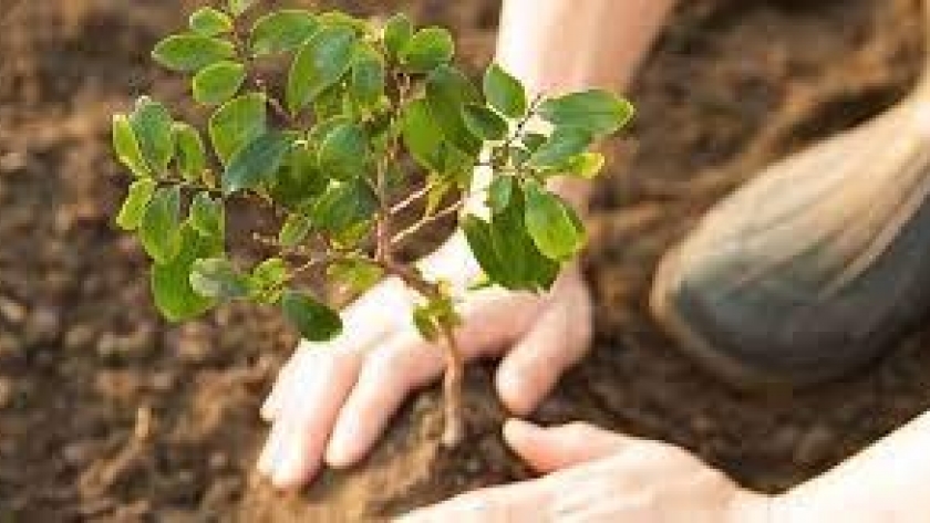 El programa “Crece Selva Misionera” logró la reforestación de 178.000 árboles nativos en tres años