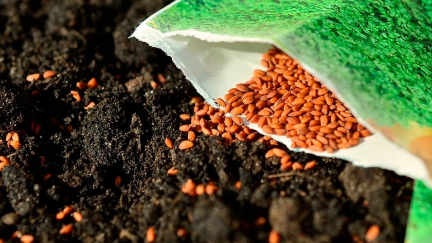 Brasil y Uruguay: espejos de la Argentina en producción de semillas