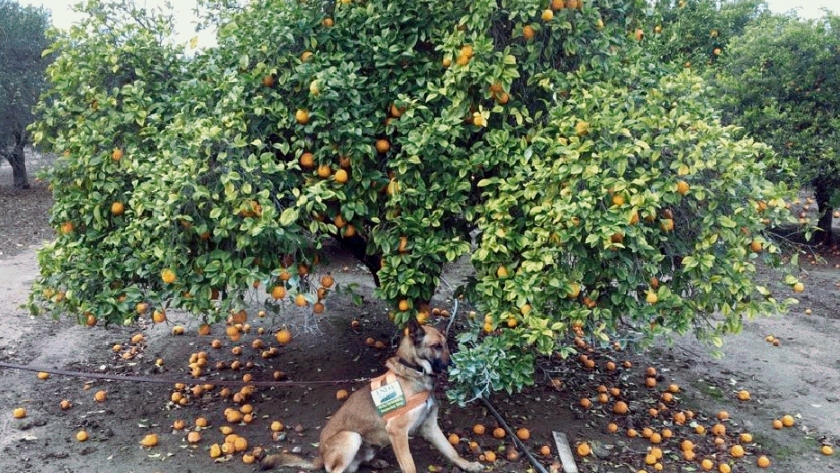 Perros muy especiales, pueden ser la salvación para los naranjos enfermos