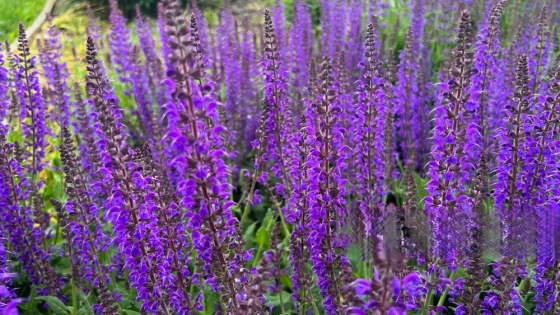 La salvia, el secreto milenario que ayuda a controlar el azúcar y cuidar el cerebro