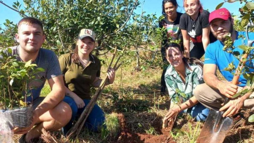Árboles para yerbales productivos y sustentables en San Vicente