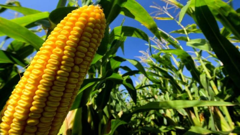 Buenas Prácticas Agrícolas para un manejo de plagas sostenible
