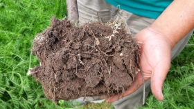 Esclarecen el rol de las raíces en la salud de suelos y ecosistemas