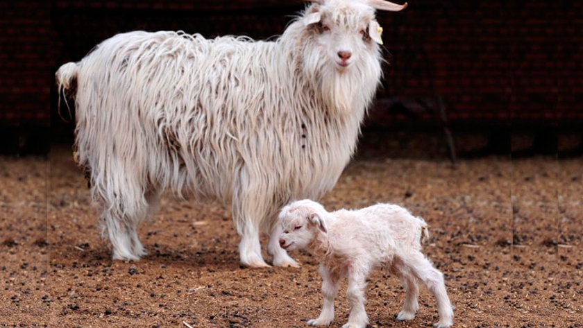 Incentivan la producción de cashmere, una de las lanas más valoradas en el mundo