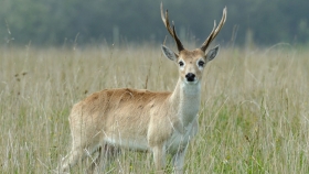 Conservación de la fauna: la Brigada de Control Ambiental visitó el Parque Nacional Iberá