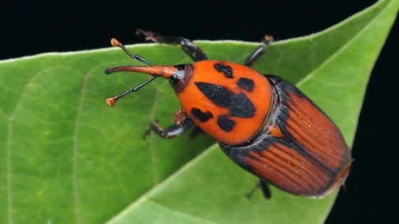 Buenos Aires refuerza su estrategia para impedir el avance del picudo rojo