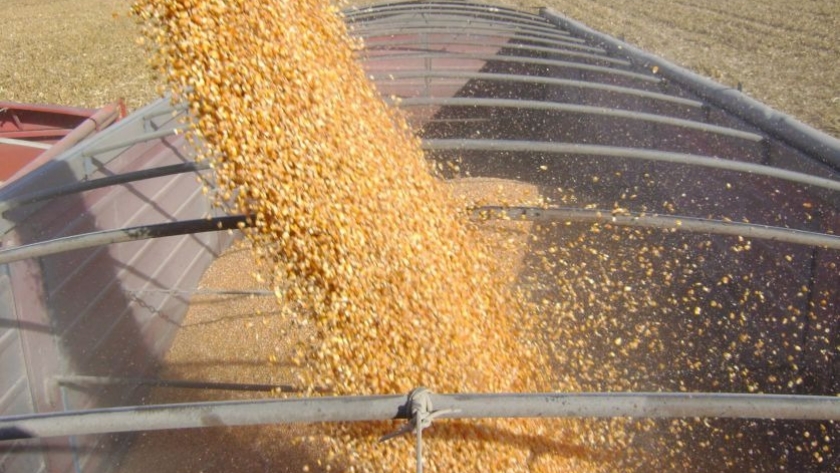 En plena trilla de maíz, las relaciones de precios grano/fertilizante 21/22 están debajo de los históricos