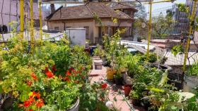 Huerta urbana: ocho claves para producir alimentos todo el año
