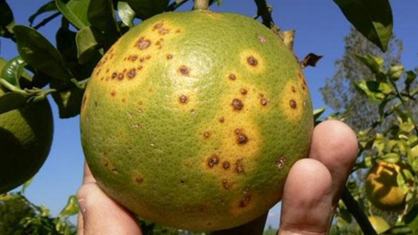 Primera capacitación virtual a EFAs y Agrotécnicas en la temática HLB