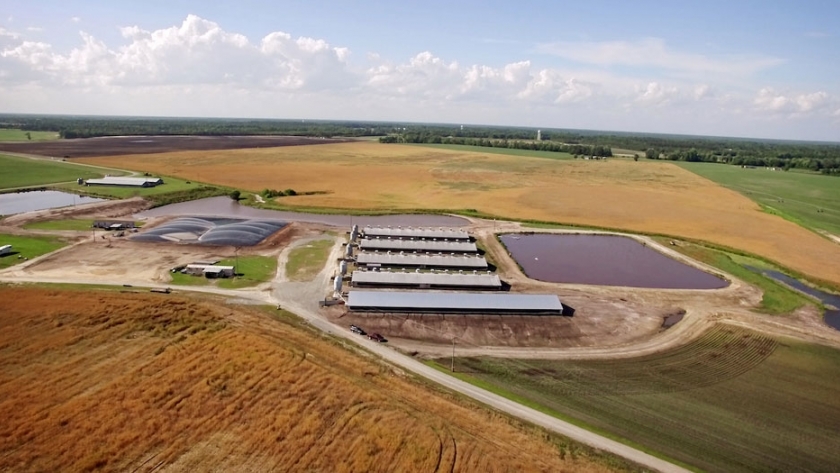 La granja de cerdos más grande del mundo ya genera energía renovable para miles de hogares