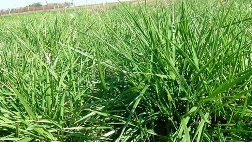 Solicitan el registro de una nueva variedad de festuca con una mayor productividad