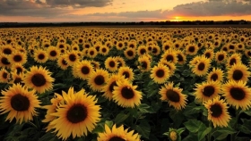 Girasoles para sonreír