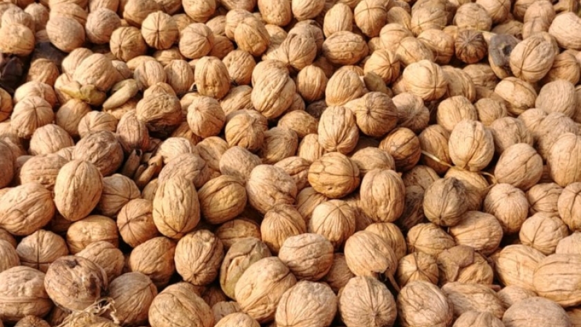 Catamarca exporta 75 toneladas de nueces de Chandler a India